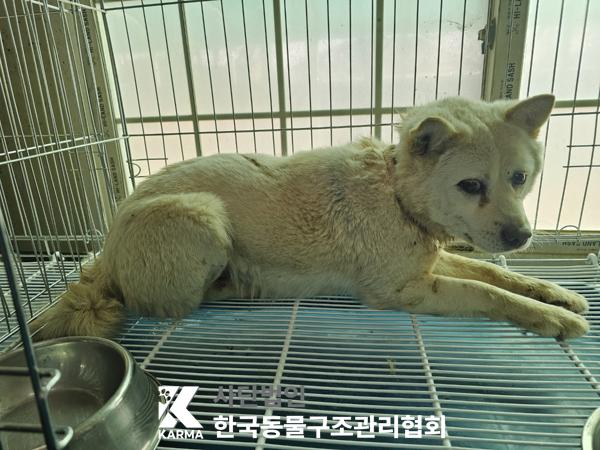 한국동물구조관리협회_441404202500058
